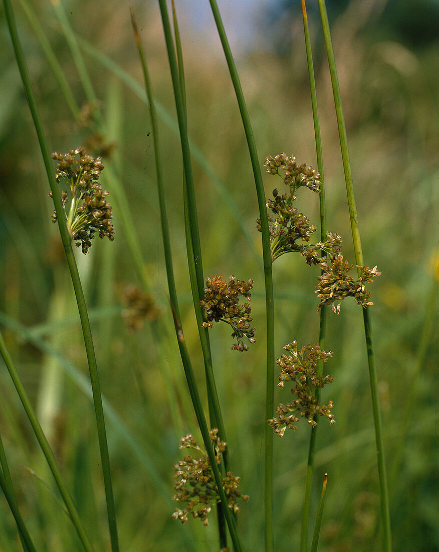 Juncus gaucus