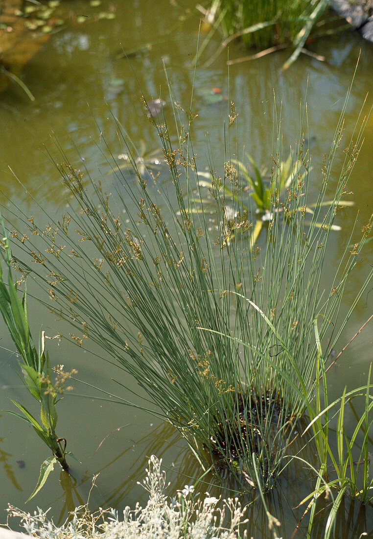 Juncus tenuis