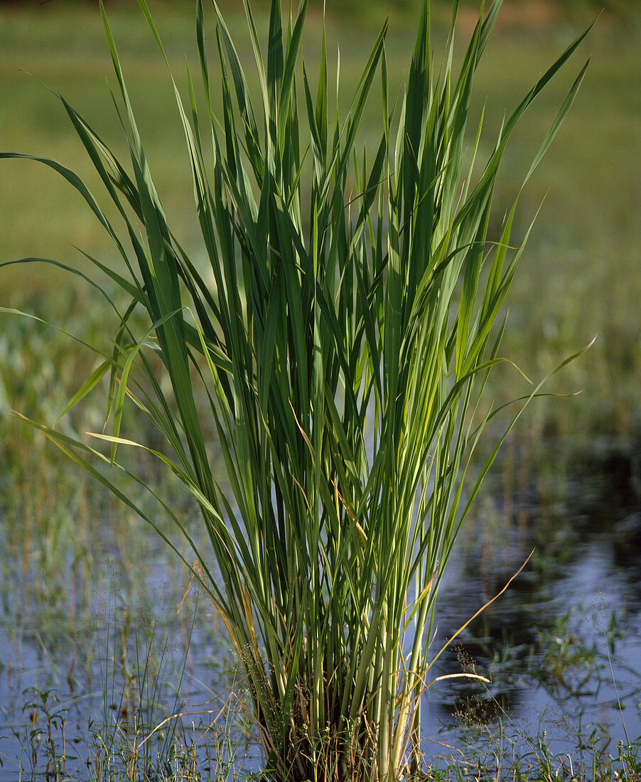 Leersia orytoides