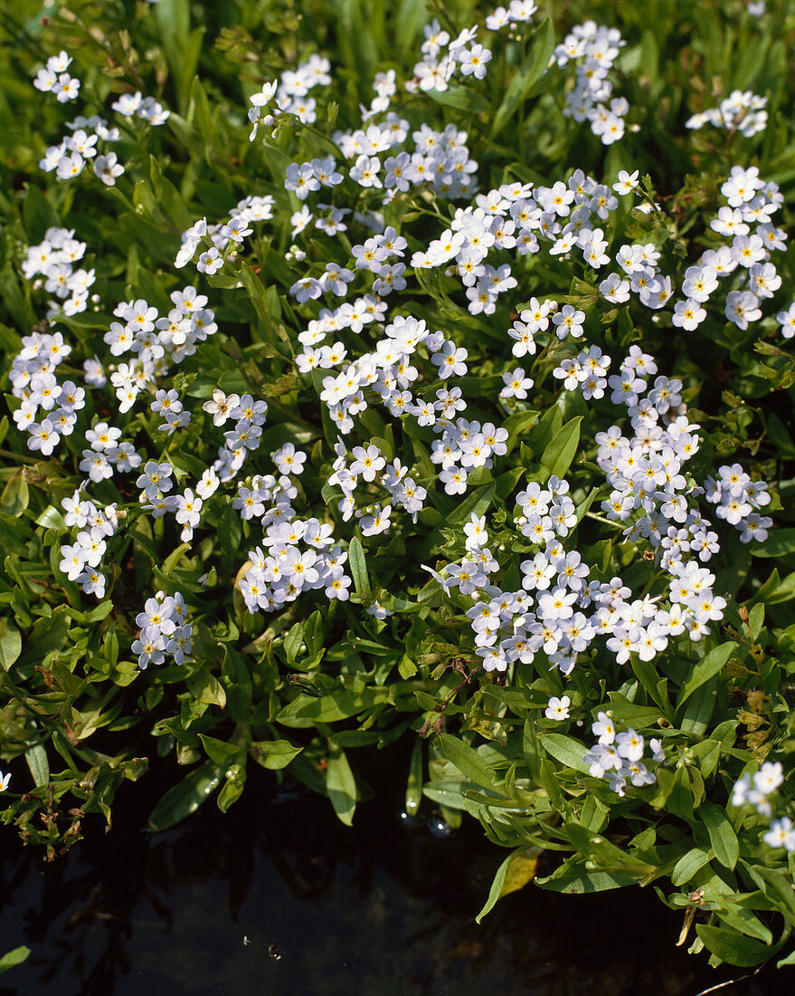 Myosotis rehsteineri