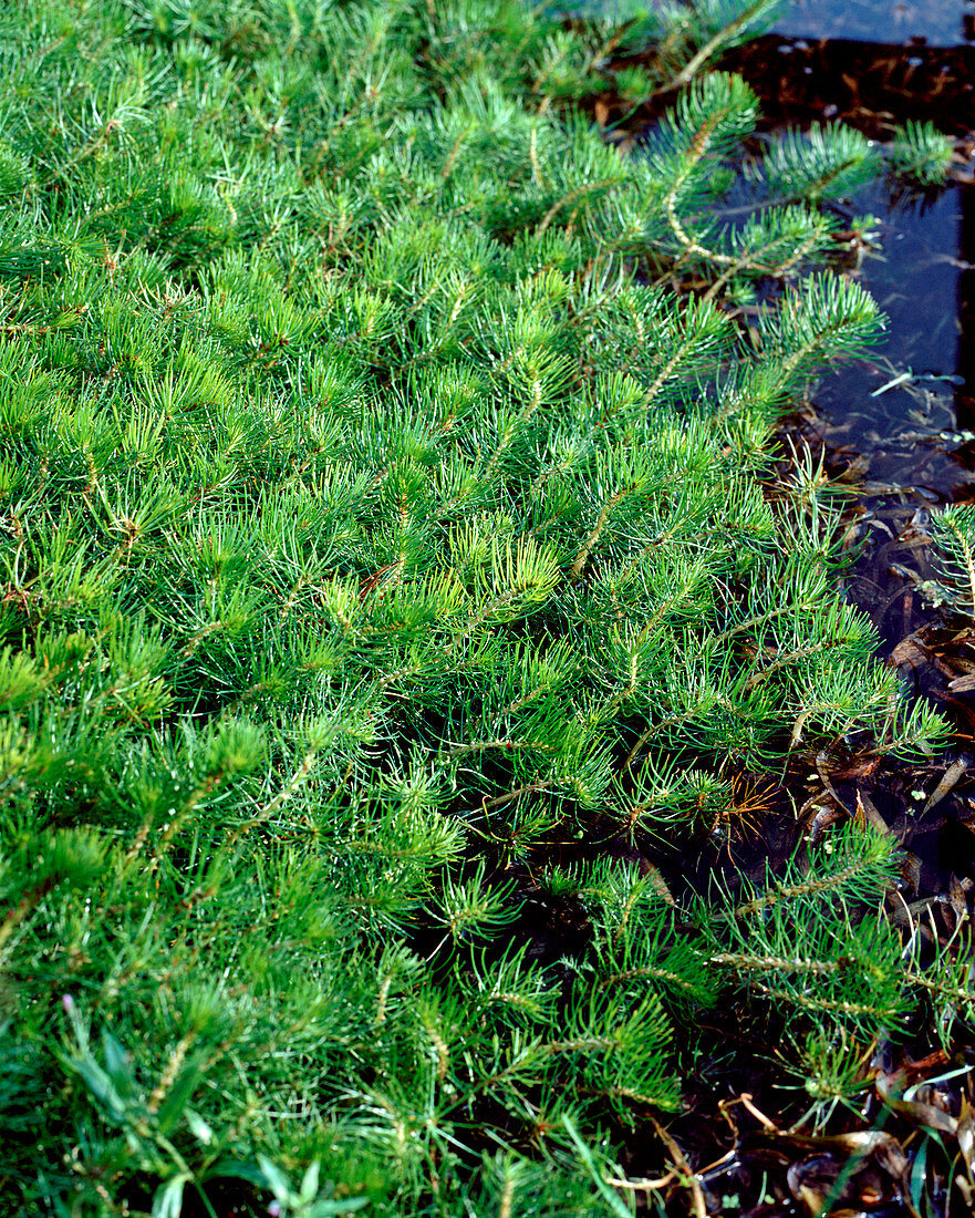 Myriophyllum propinquum