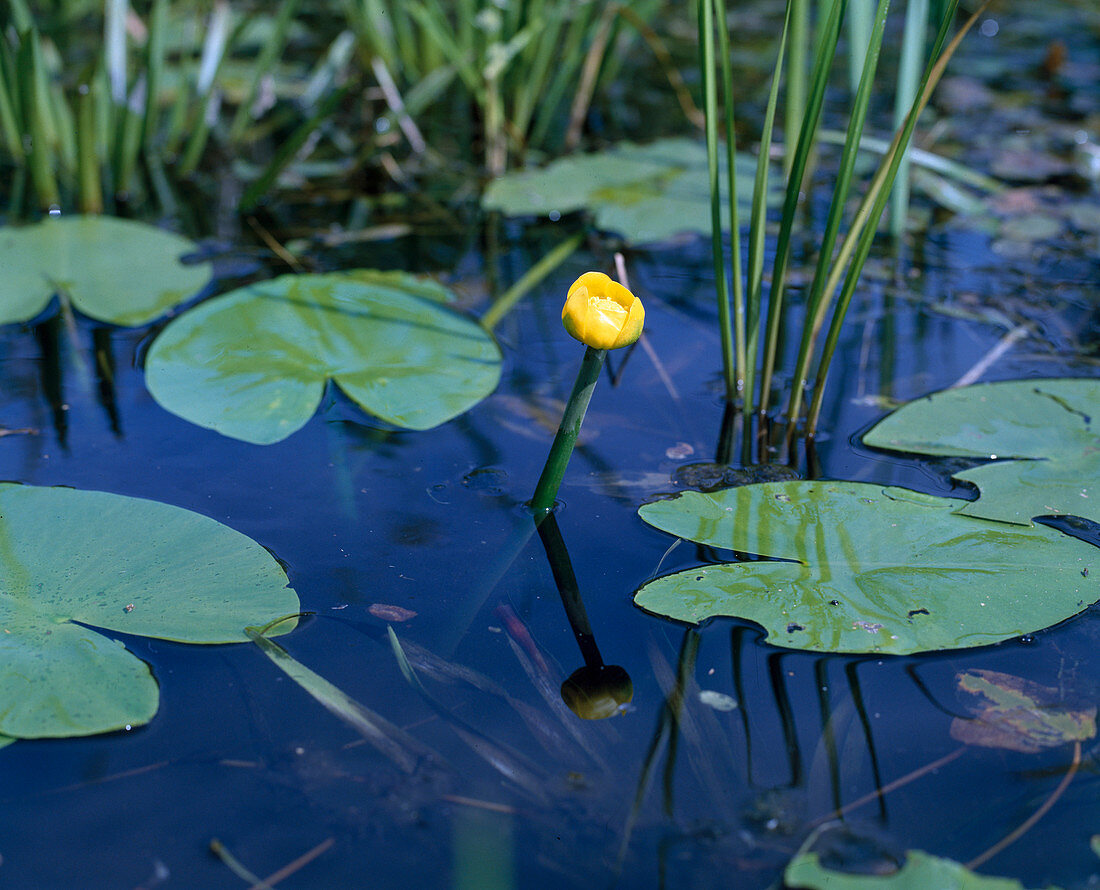 Nuphar lutea