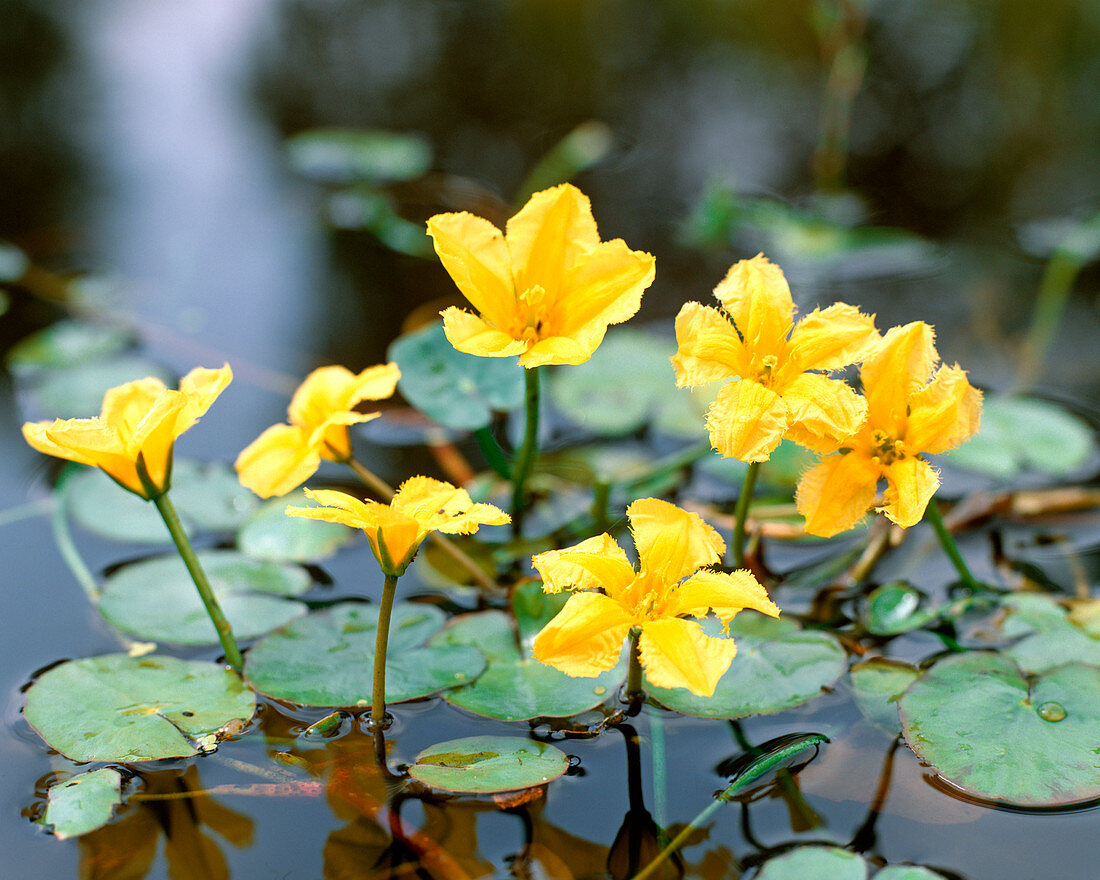 Nymphoides peltata