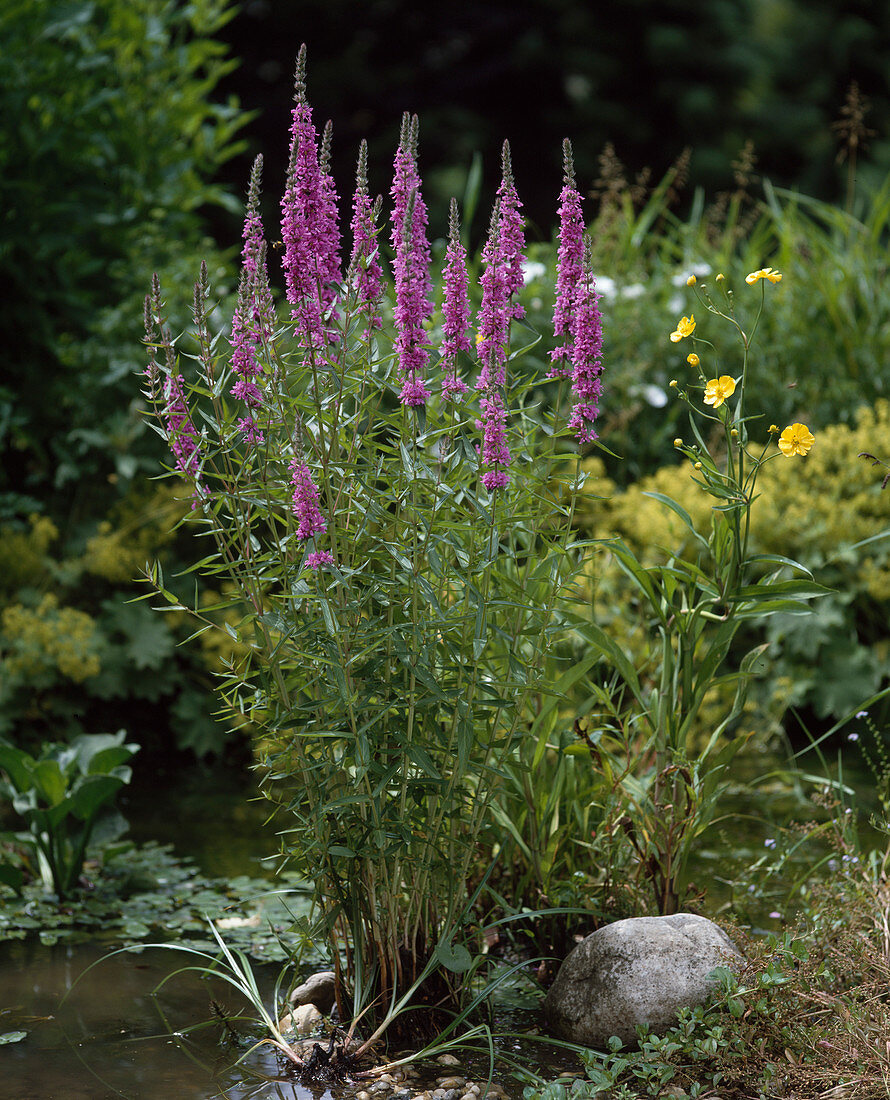 Lythrum salicaria