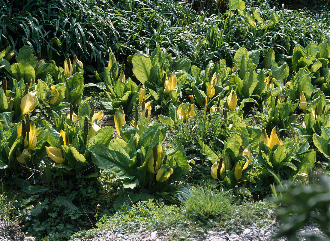 Lysichiton americanus (Scheinkalla)