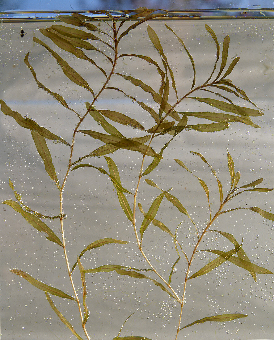 Potamogeton crispus