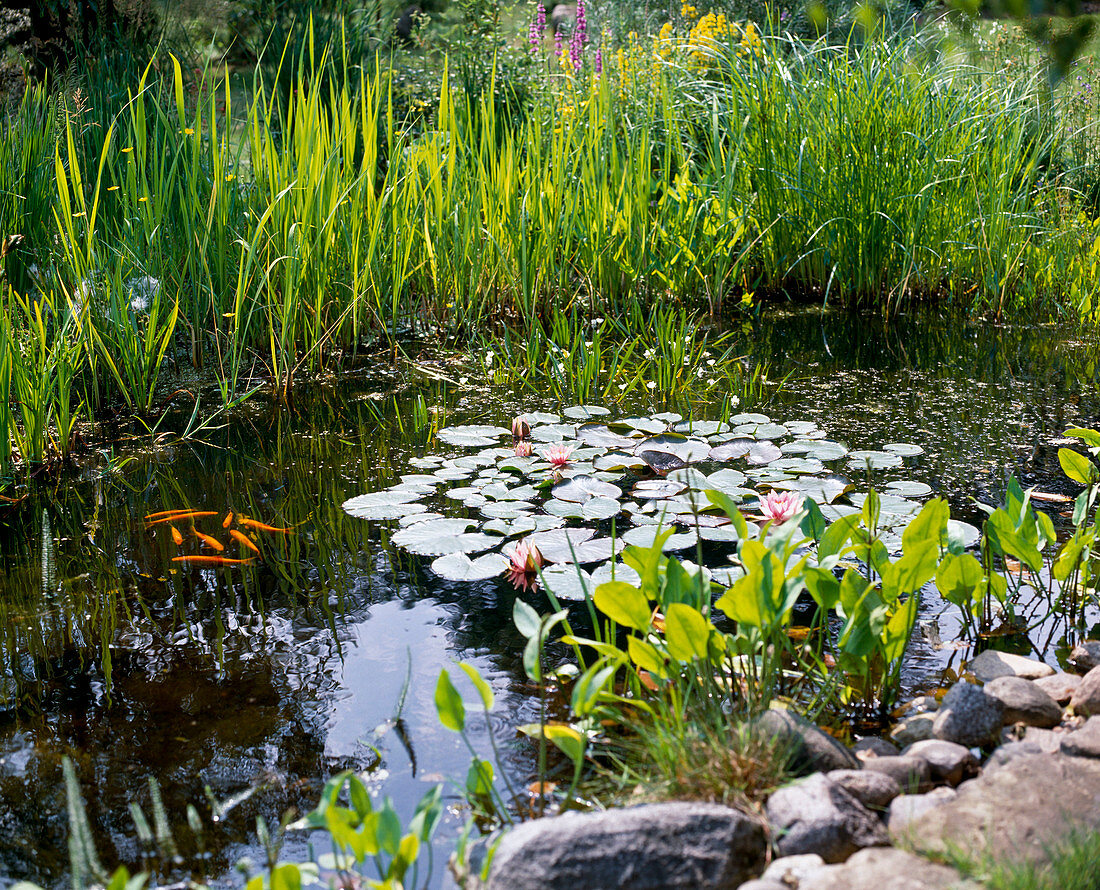 Small pond with goldfish