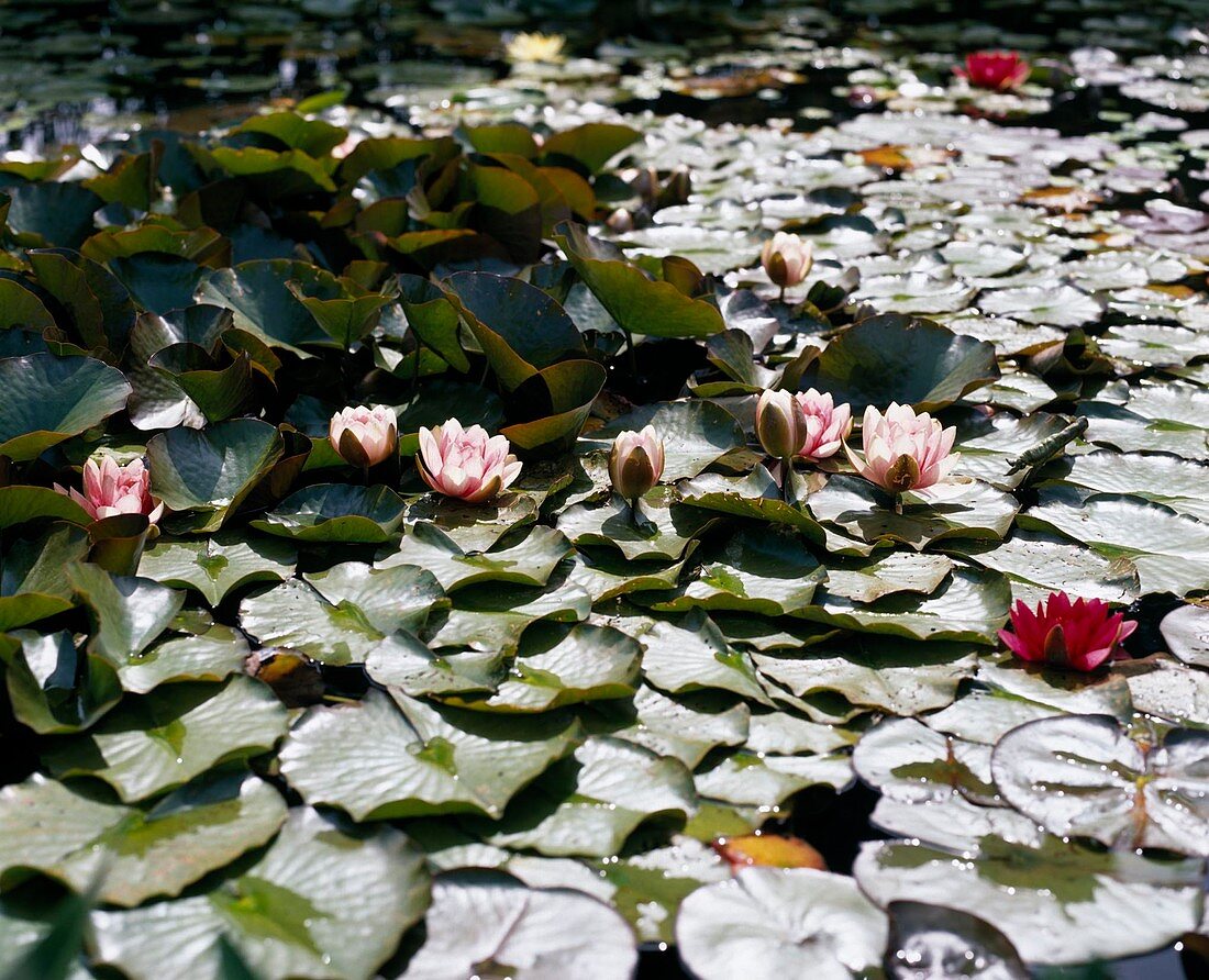 Pond with water lilies