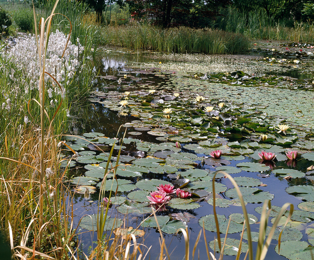 Pond with water lilies and Eriophorum