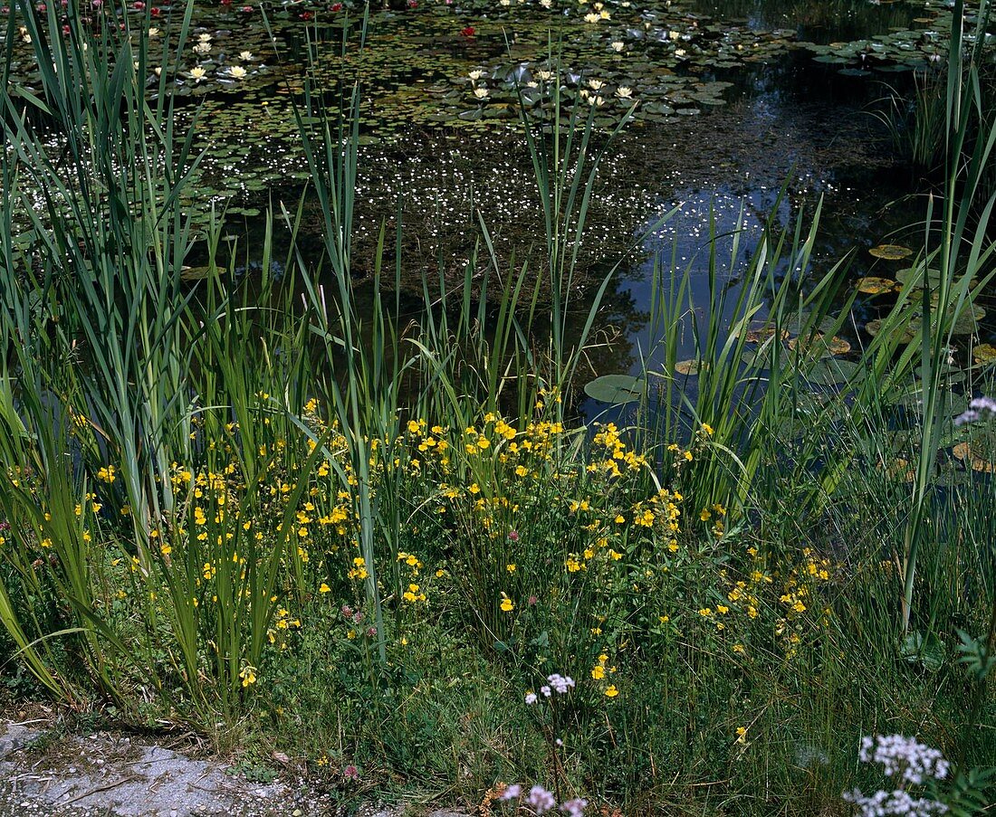 Planting on the banks of a pond