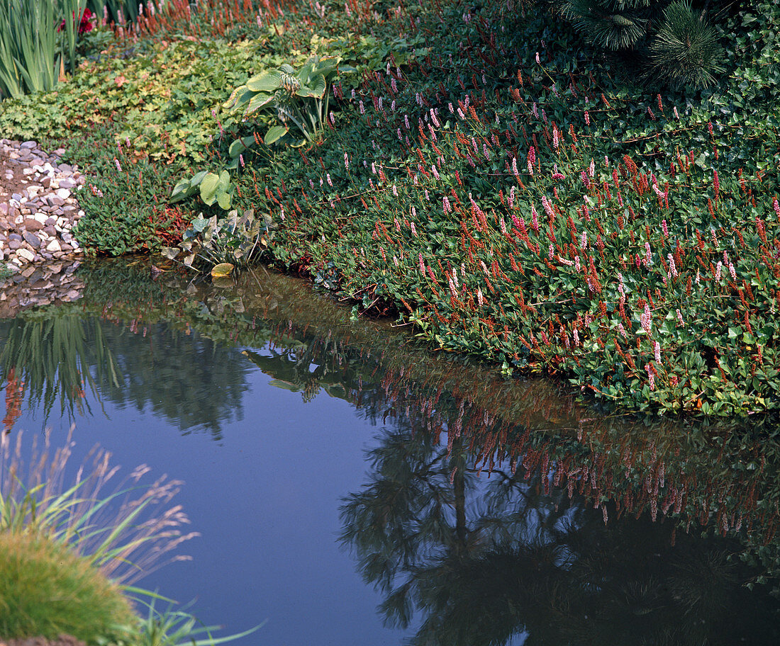 Pond with Polygonum Affine