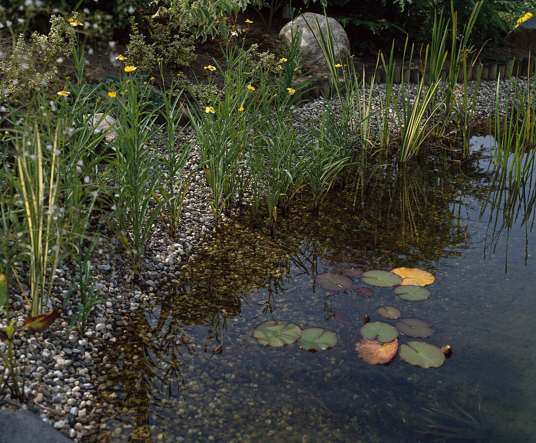 Ranunculus lingua