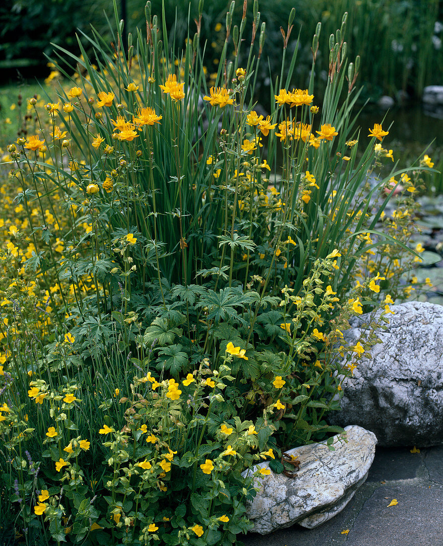 Mimulus luteus (Juggler's flower)