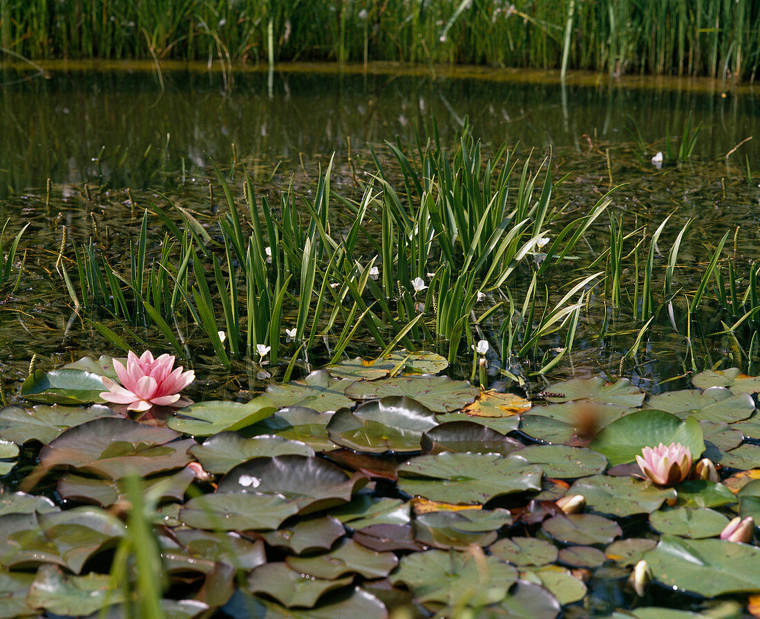 Nymphaea 'Masaniello'