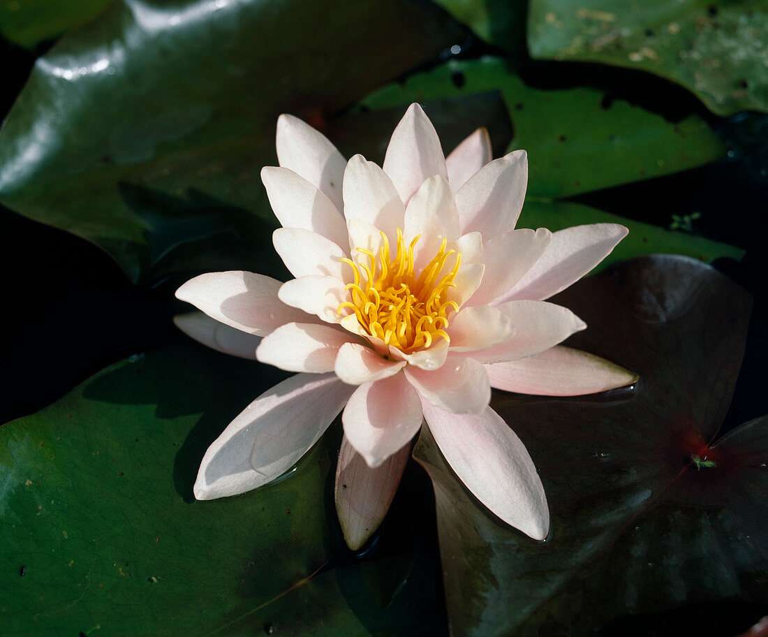 Nymphaea X Hybride