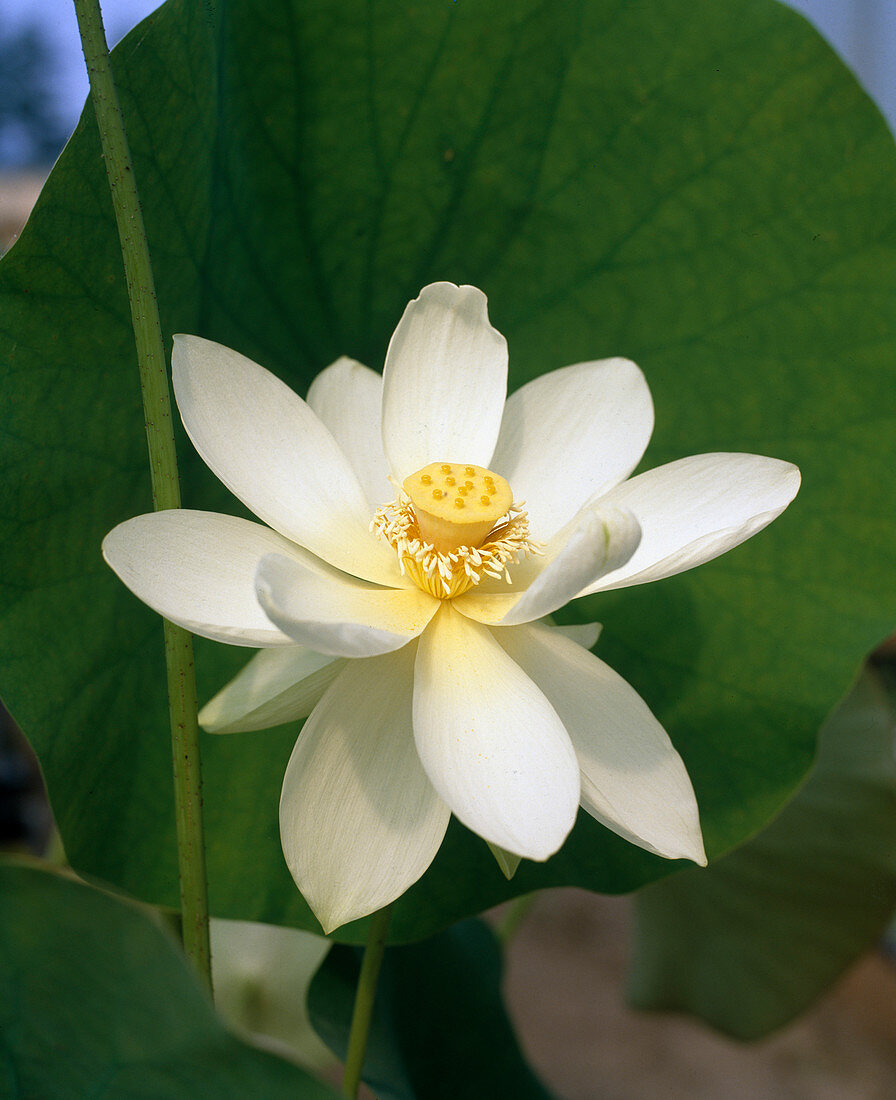 Nelumbo lutea