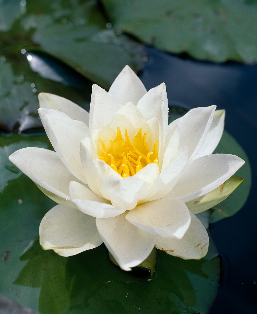 Nymphaea TUBEROSA 'Pöstlingsberg'