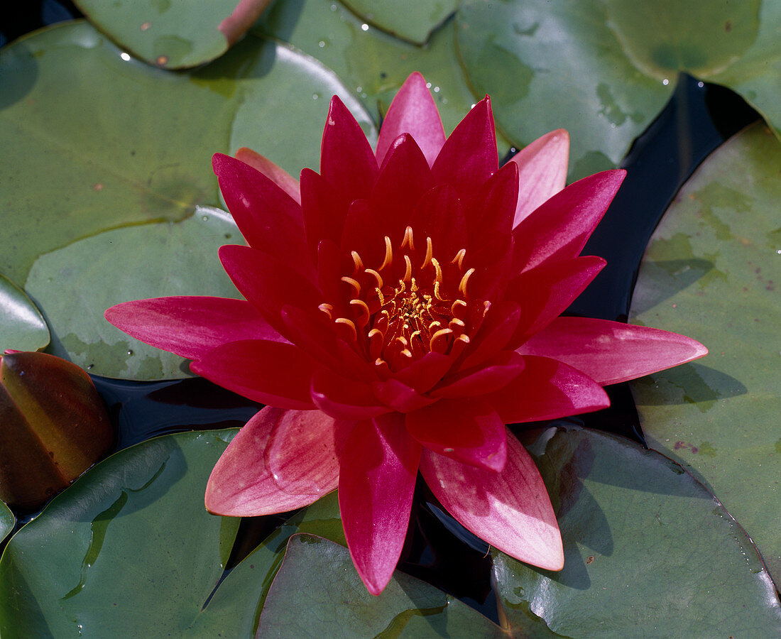 Nymphaea x hybr. 'Escarboucle'