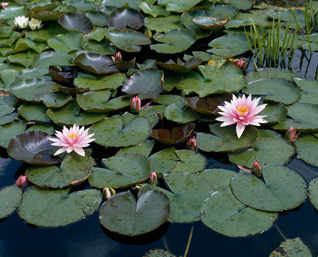 Nymphaea X hybrid