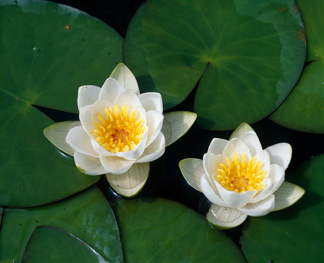 Nymphaea Alba