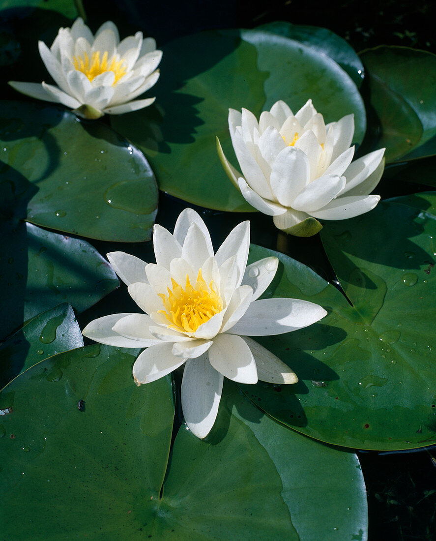 Nymphaea hybrid