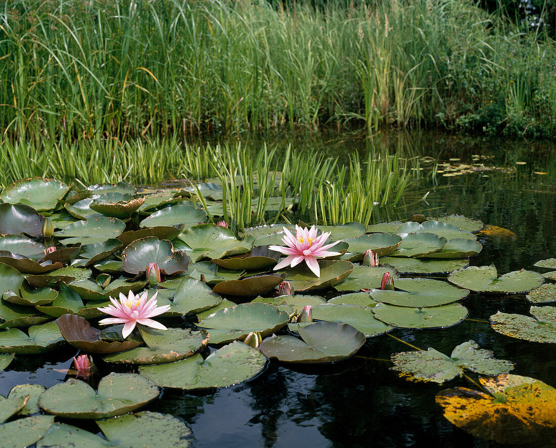 Nymphaea x Hybride'Fritz Junge'