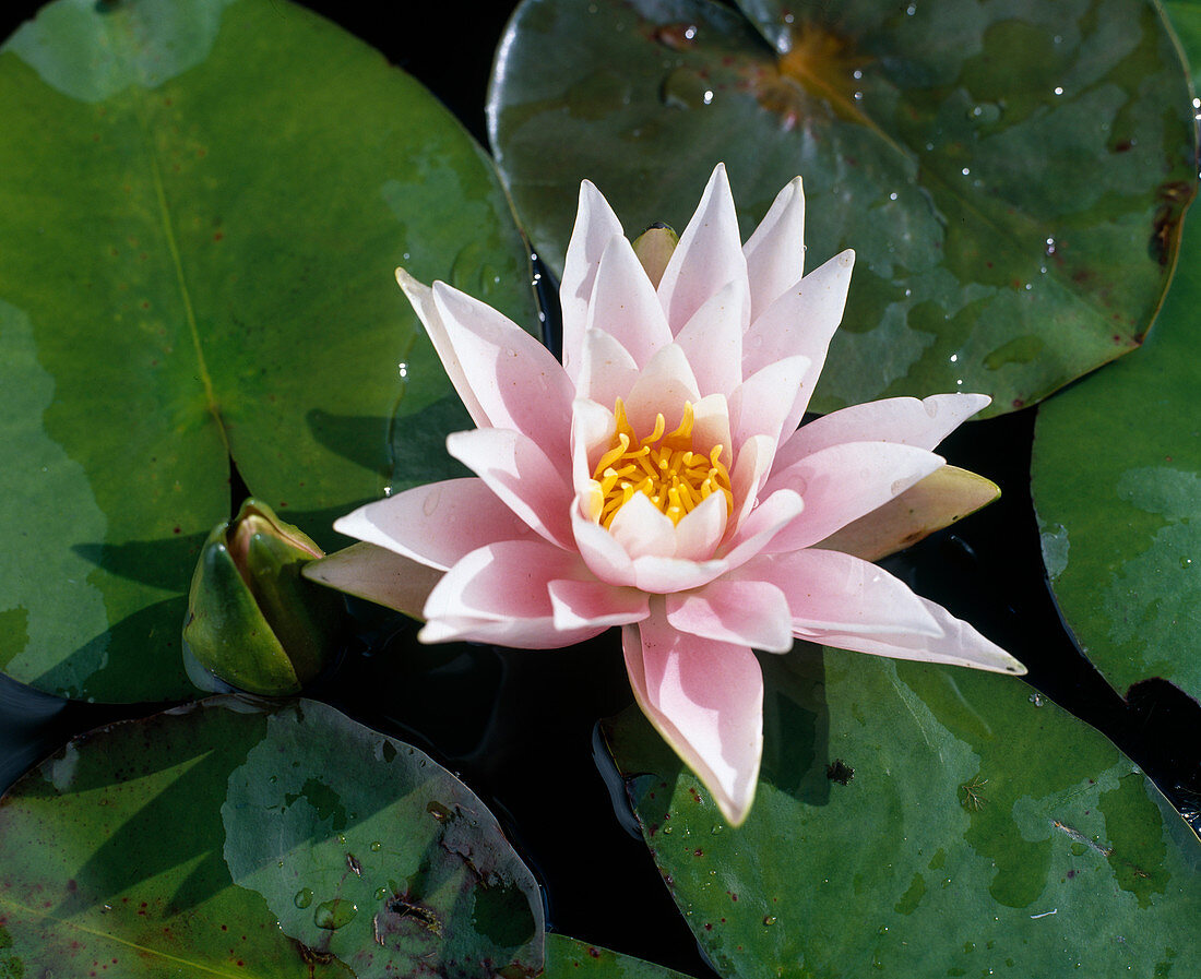 Nymphaea odorata 'Rosea'