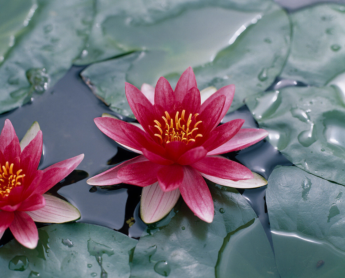 Nymphaea X hybrid