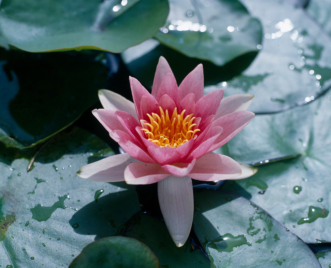 Nymphaea X Hybride 'Gloriosa'