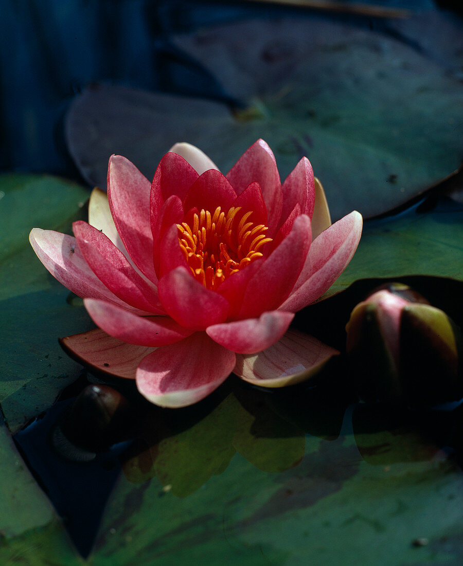 Nymphaea