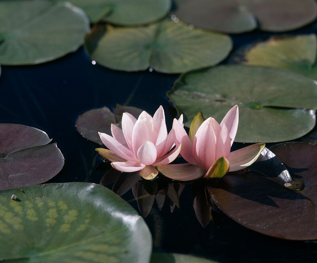 Nymphaea Odorata