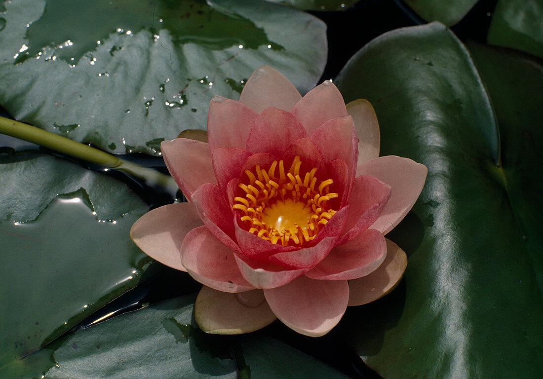 Nymphaea hybrid