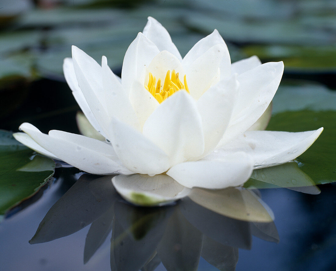 Nymphaea 'Gladstoniana' - (syn. 'Gladstone', 'Pöstlingsberg')