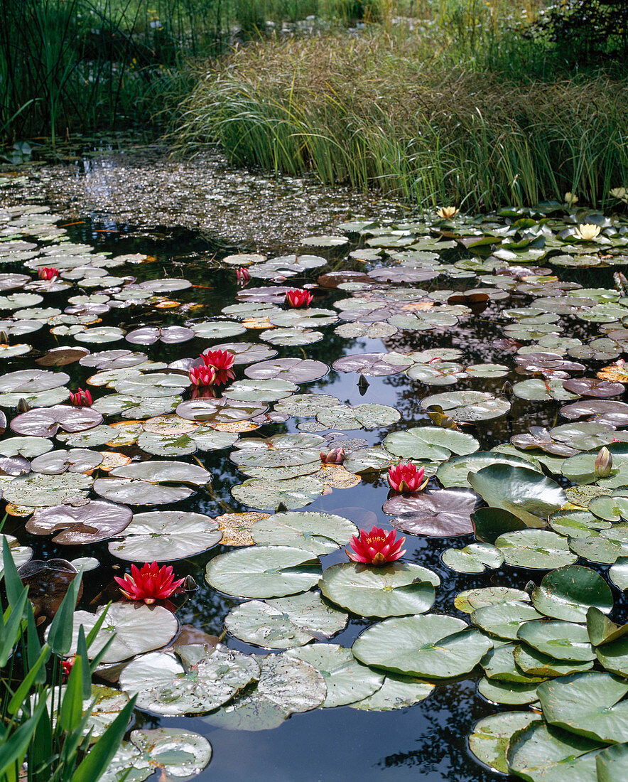 Nymphaea