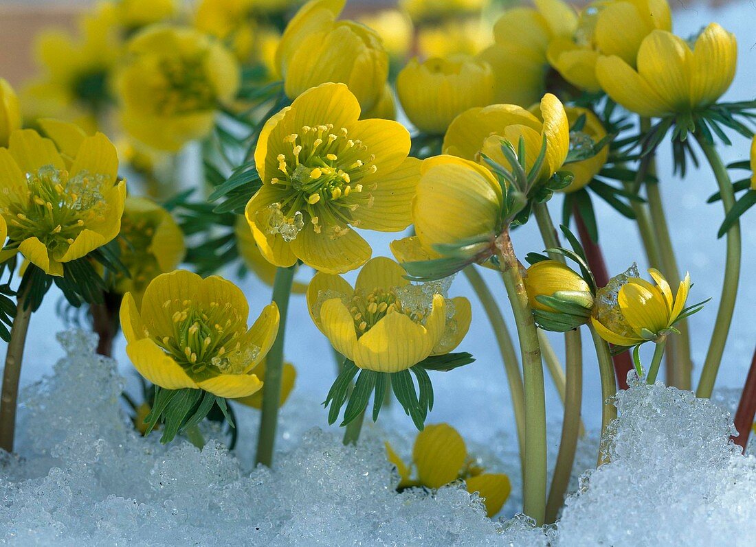 Eranthis hyemalis (winter aconite)