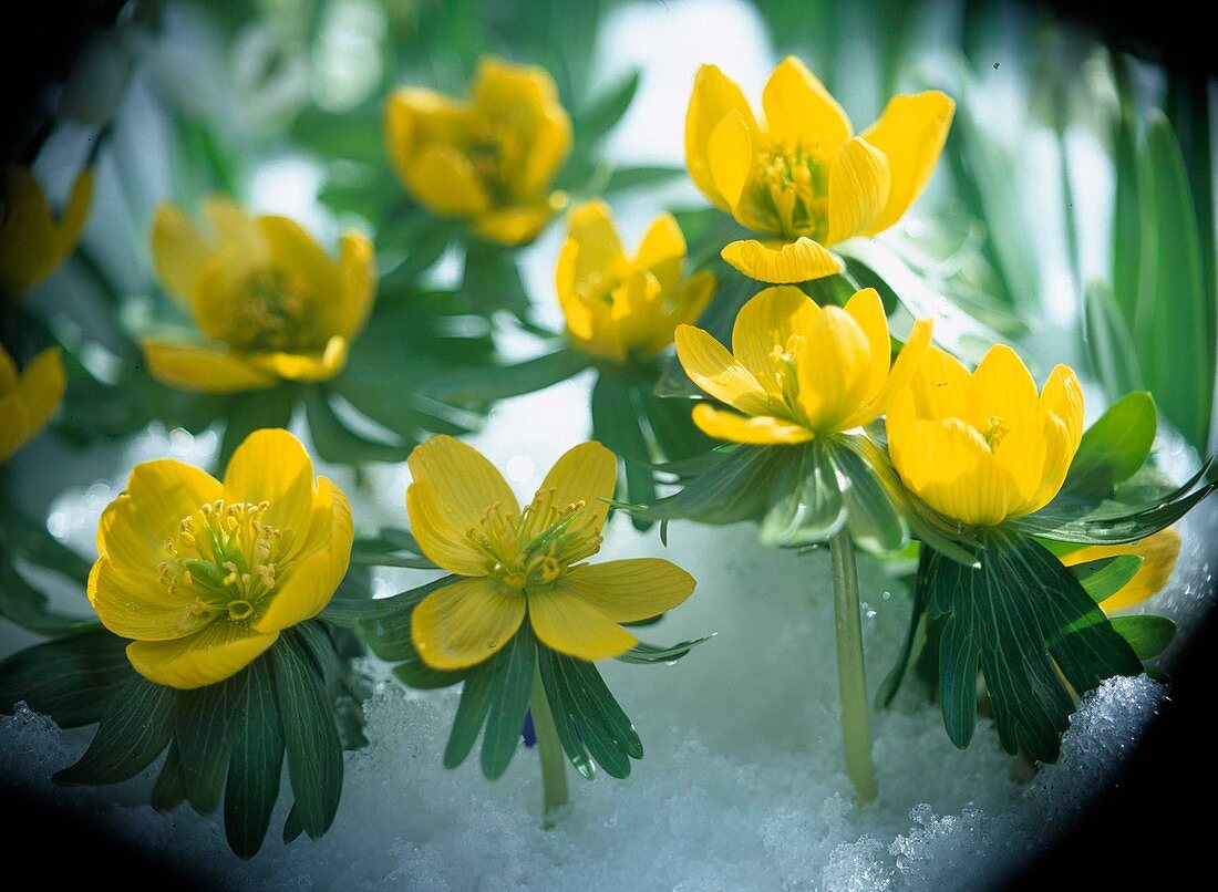 Eranthis hyemalis (Winterling)