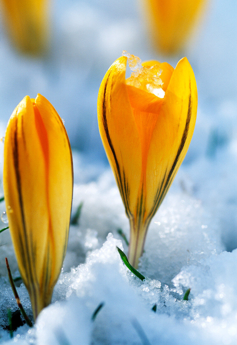 Crocus 'E.P. Bowles' (Frühlingskrokus)