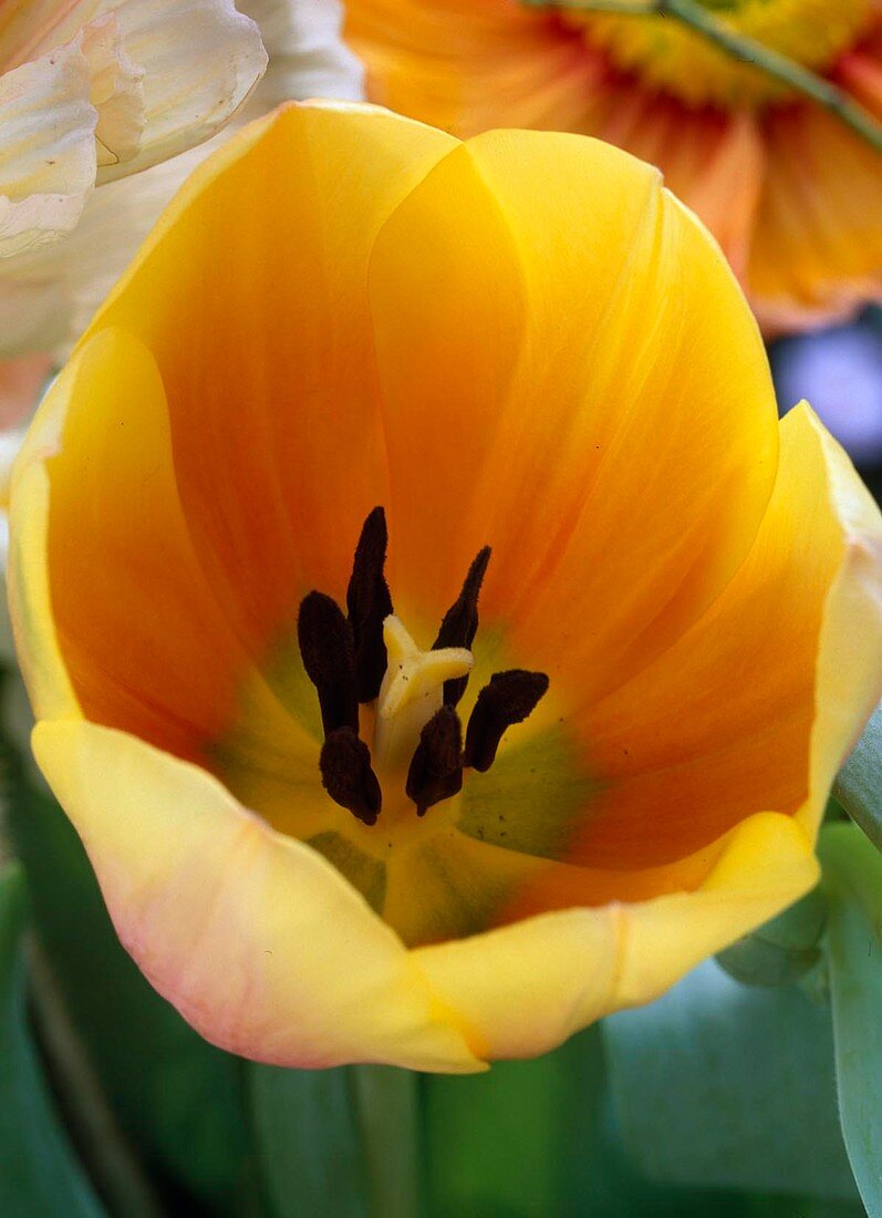 Tulipa 'Ad Rem' (Tulip), Macro
