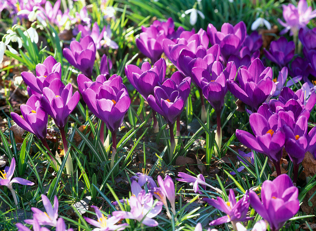 Crocus vernus 'Rembrance' (Dutch Crocus)