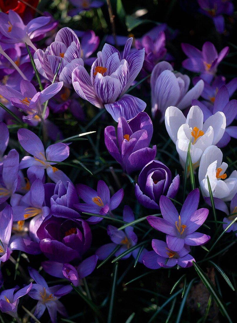 Crocus vernus 'Rembrance', 'Jeanne d'Arc' and 'Pickwick'