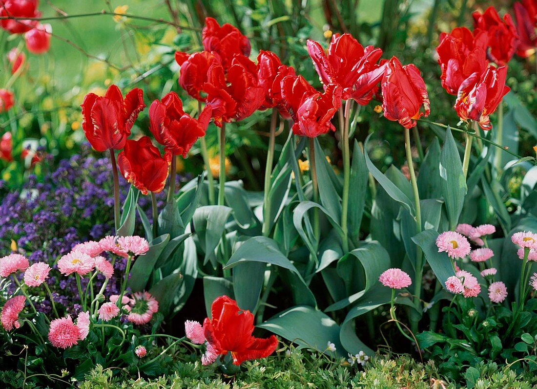 Tulipa 'Rococo' (Parrot tulips)