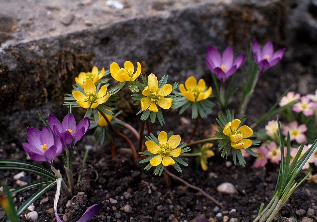 Crocus vernus, Eranthis x tubergenii