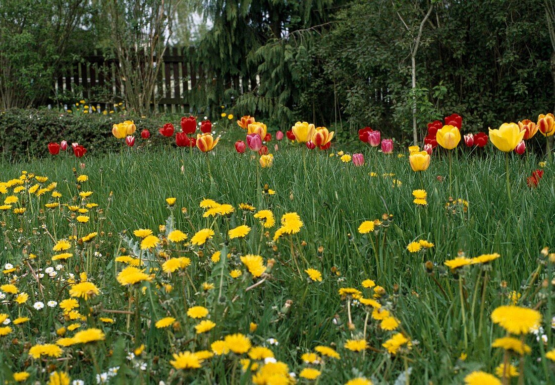 Tulpenwiese