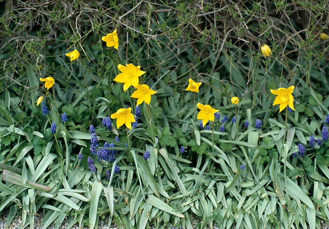 Tulips, muscari