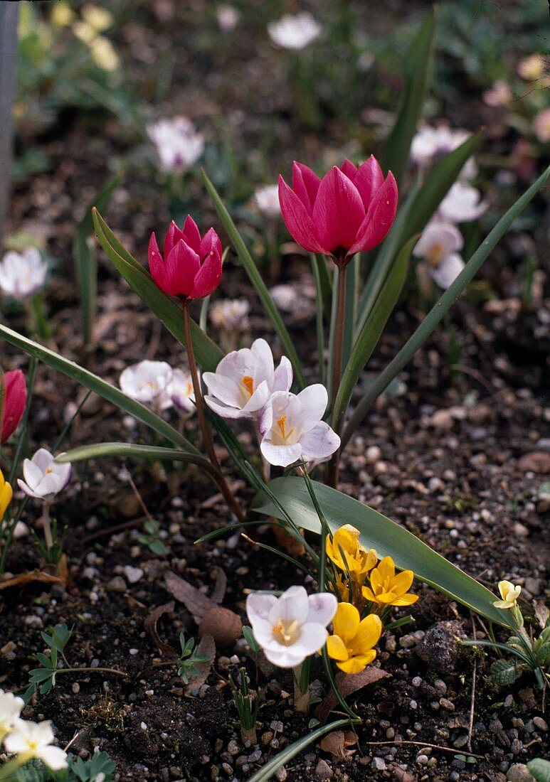 Tulipa violacea (Purple Tulips)