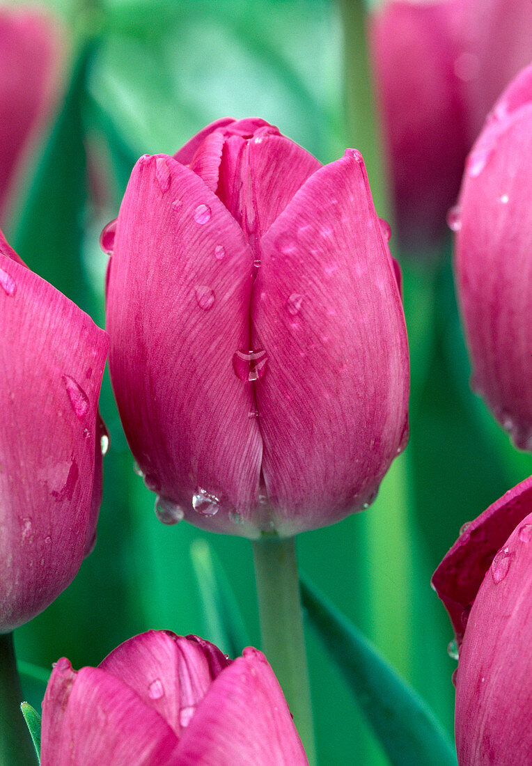 Tulipa 'Don Quixote' (Tulip)