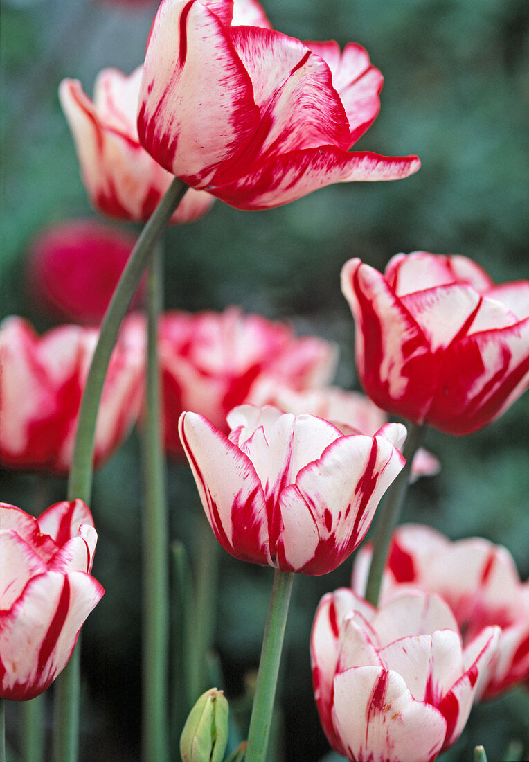 Tulipa 'Cardill Hull'