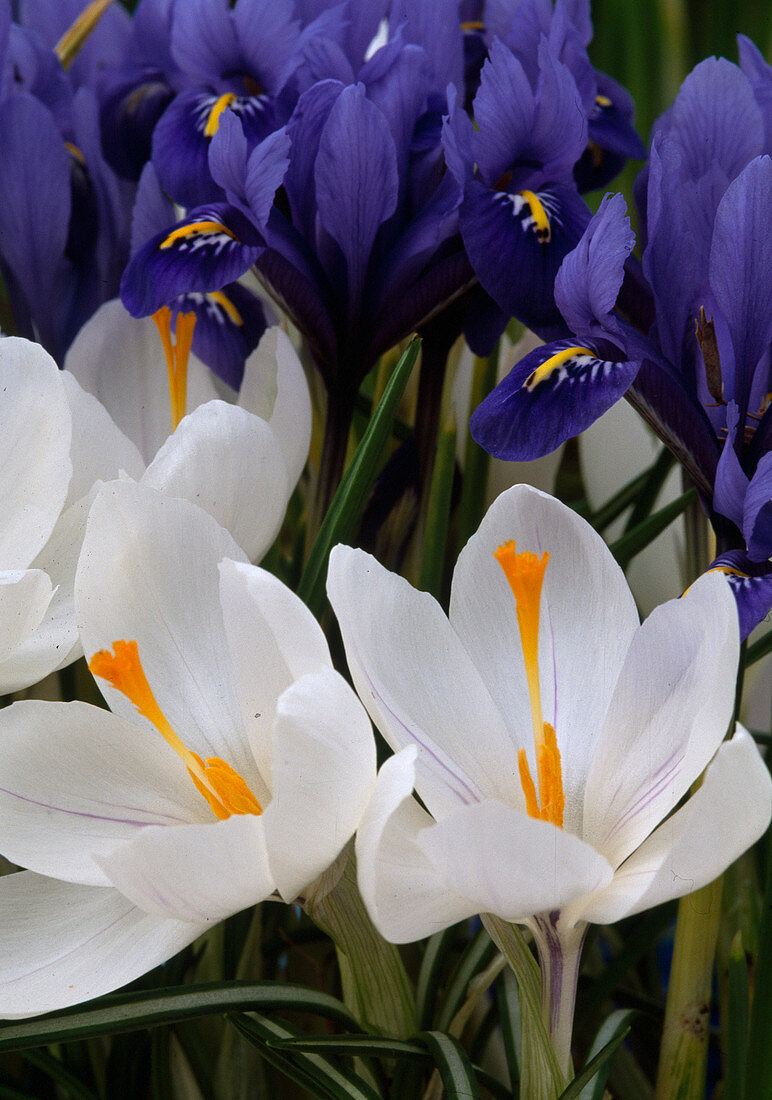 Crocus vernus (Krokus)