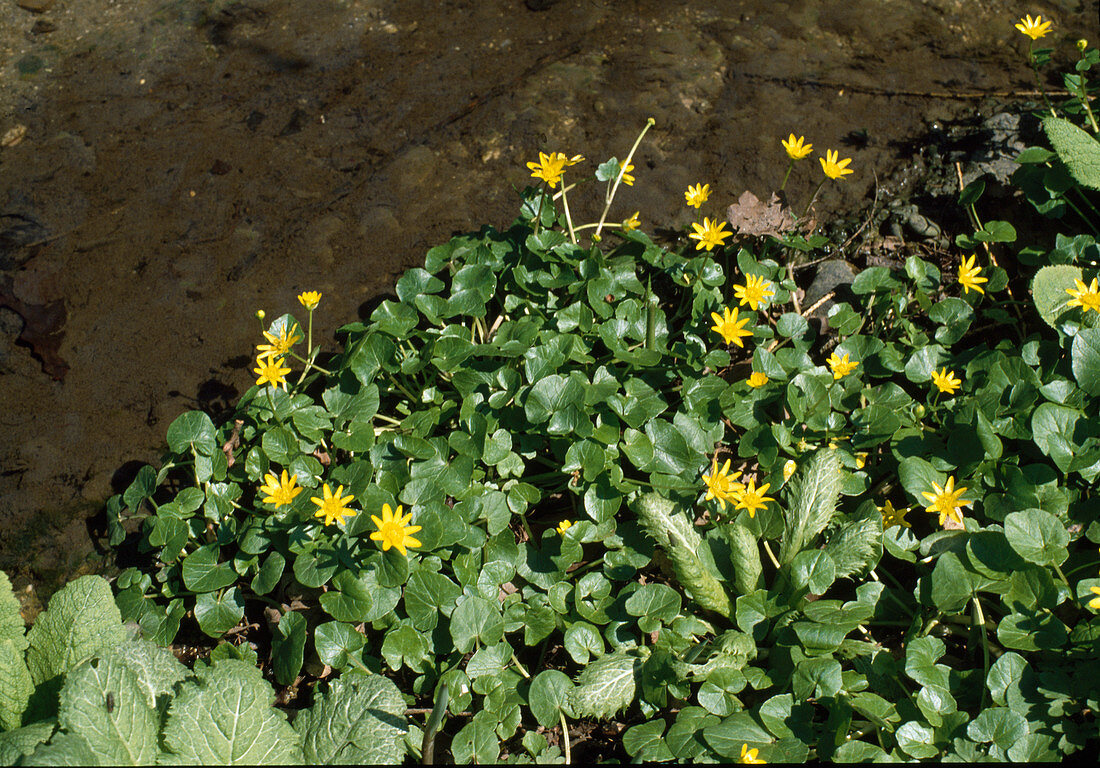Ranunculus ficaria (lesser celandine)