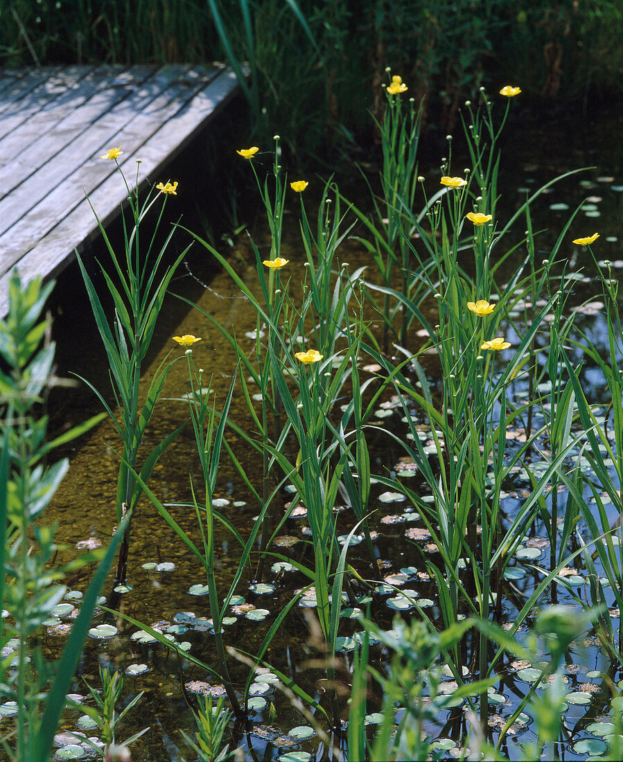 Ranunculus Lingua